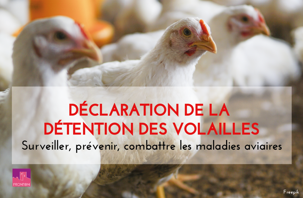 Declaration De La Detention Des Volailles Ville De Fronton